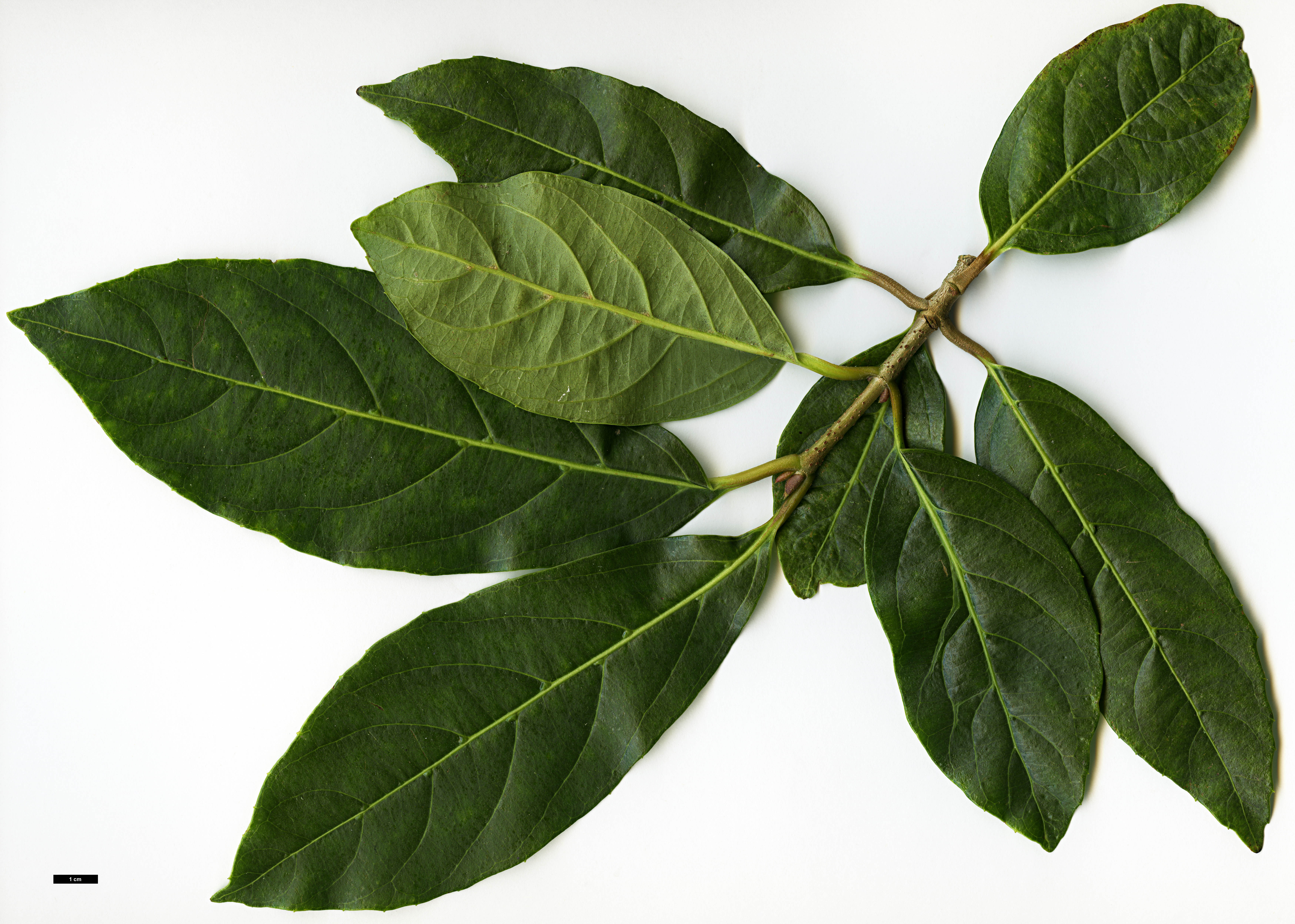 High resolution image: Family: Adoxaceae - Genus: Viburnum - Taxon: odoratissimum - SpeciesSub: var. arboricola